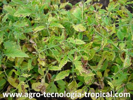 La alternaria es una enfermedad que afecta a los semilleros cuando hay alta humedad ambiental